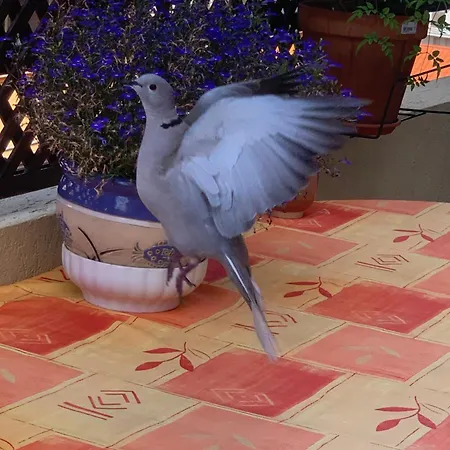 Relax Au Soleil - Avec Grande Terrasse - Proche De La 100 M Et Du Centre Appartement *